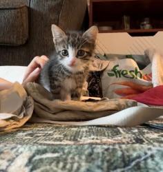 Shelter Stray Male Cat last seen Near E 149th Street, BRONX, NY, 10455, 326 E 110th St, New York, NY 10029, USA
