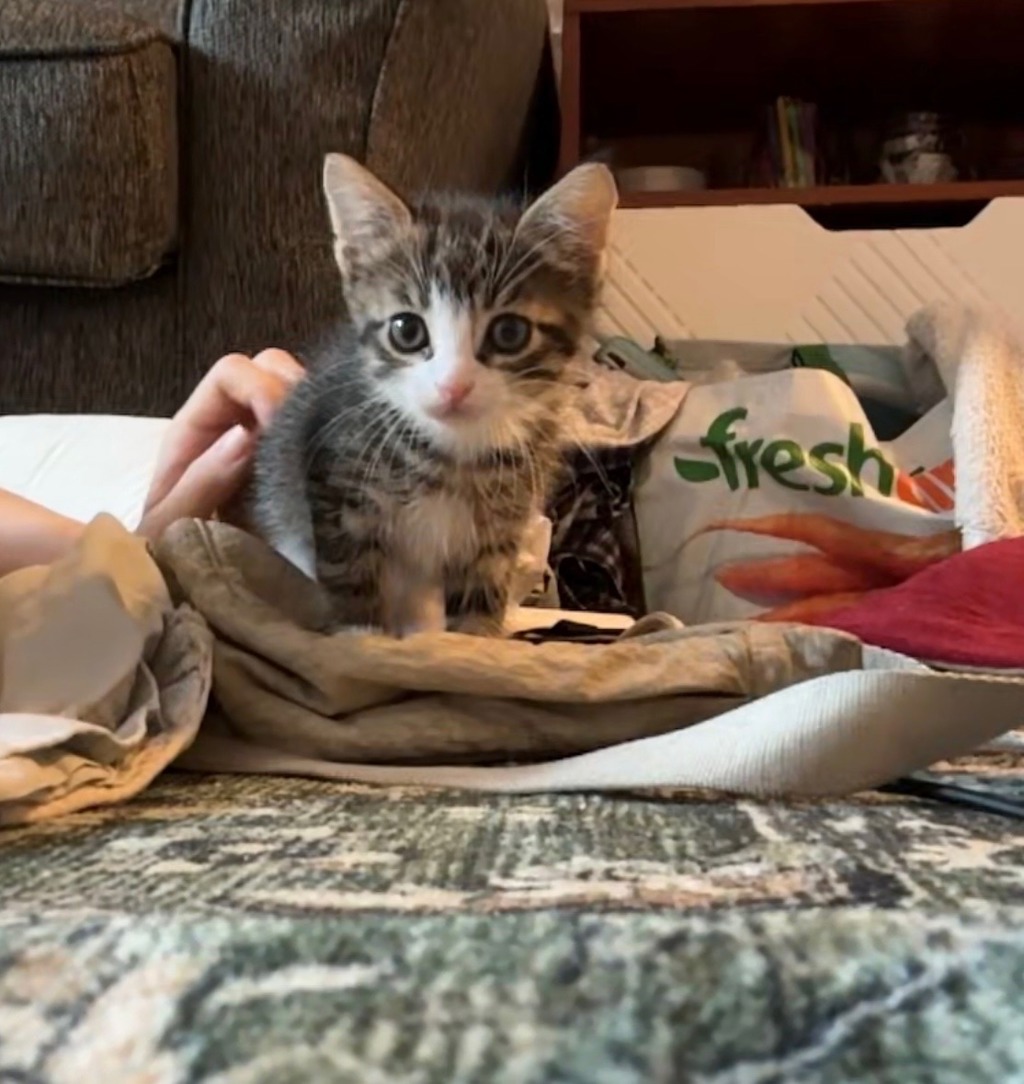 Shelter Stray Male Cat last seen Near E 149th Street, BRONX, NY, 10455, 326 E 110th St, New York, NY 10029, USA