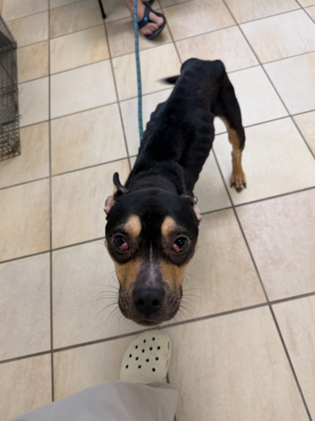 Shelter Stray Male Dog last seen Bells Road, VIRGINIA BEACH, VA, 23451, 341 S Birdneck Rd, Virginia Beach, VA 23451, USA