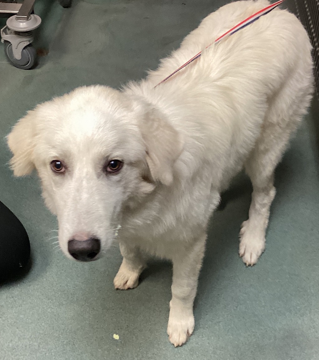Shelter Stray Female Dog last seen Fanny Brown Road, RALEIGH, NC, 27603, 820 Beacon Lake Dr, Raleigh, NC 27610, USA
