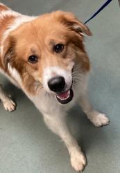 Shelter Stray Male Dog last seen Near Capital Boulevard, RALEIGH, NC, 27610, 820 Beacon Lake Dr, Raleigh, NC 27610, USA