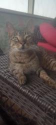 Found/Stray Male Cat last seen 7000E Road & Whitaker Rd, Sumner Township, IL 60914