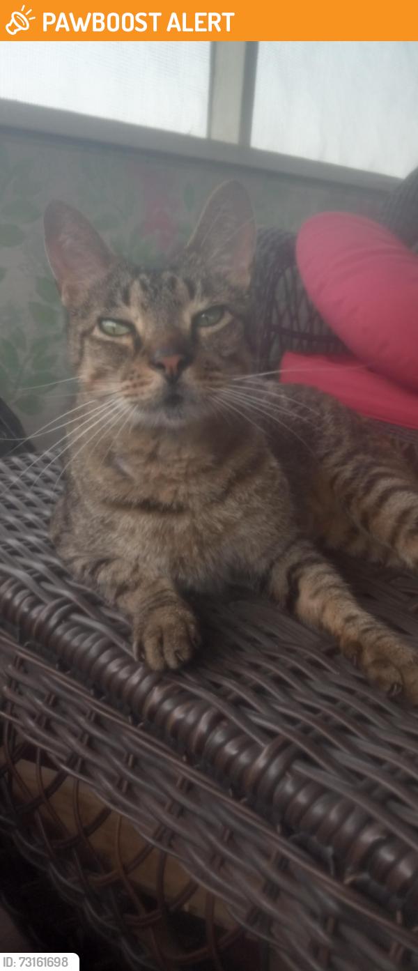 Found/Stray Male Cat last seen 7000E Road & Whitaker Rd, Sumner Township, IL 60914