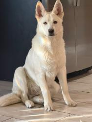 Lost Male Dog last seen Near Montego circle 89121, Las Vegas, NV 89121