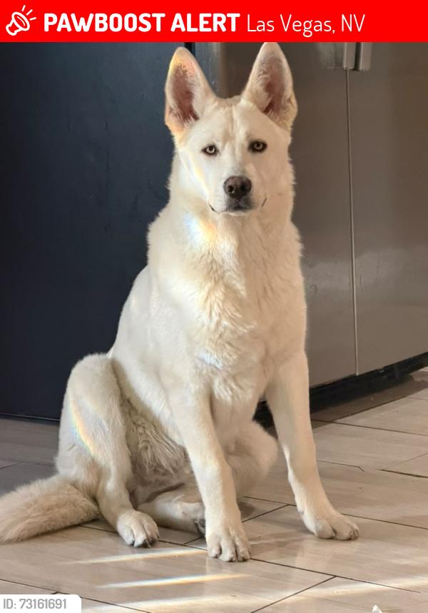 Lost Male Dog last seen Near Montego circle 89121, Las Vegas, NV 89121