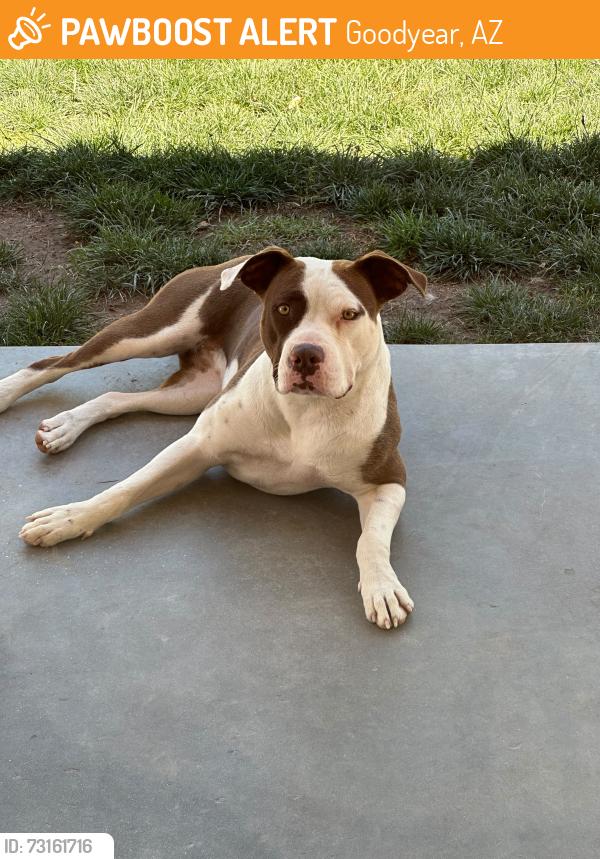 Found/Stray Female Dog last seen Van buren and 303, Goodyear, AZ 85338