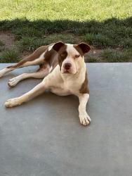 Found/Stray Female Dog last seen Van buren and 303, Goodyear, AZ 85338