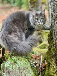 Lost Male Cat last seen Hwy 202 and 8th St, Fall City, WA 98024