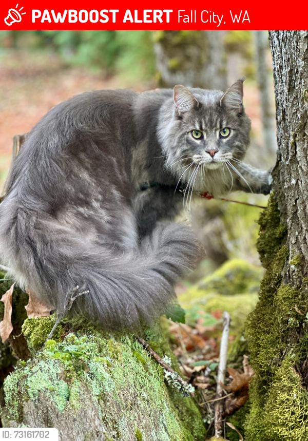 Lost Male Cat last seen Hwy 202 and 8th St, Fall City, WA 98024