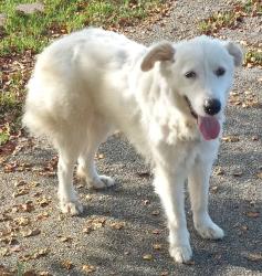 Found/Stray Unknown Dog last seen Pine Forest Dr., New Caney, TX 77357