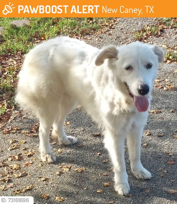 Found/Stray Unknown Dog last seen Pine Forest Dr., New Caney, TX 77357