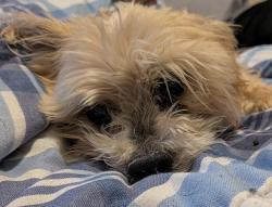 Reunited Female Dog last seen W. Centennial Parkway and Kitamaya, North Las Vegas, NV 89031