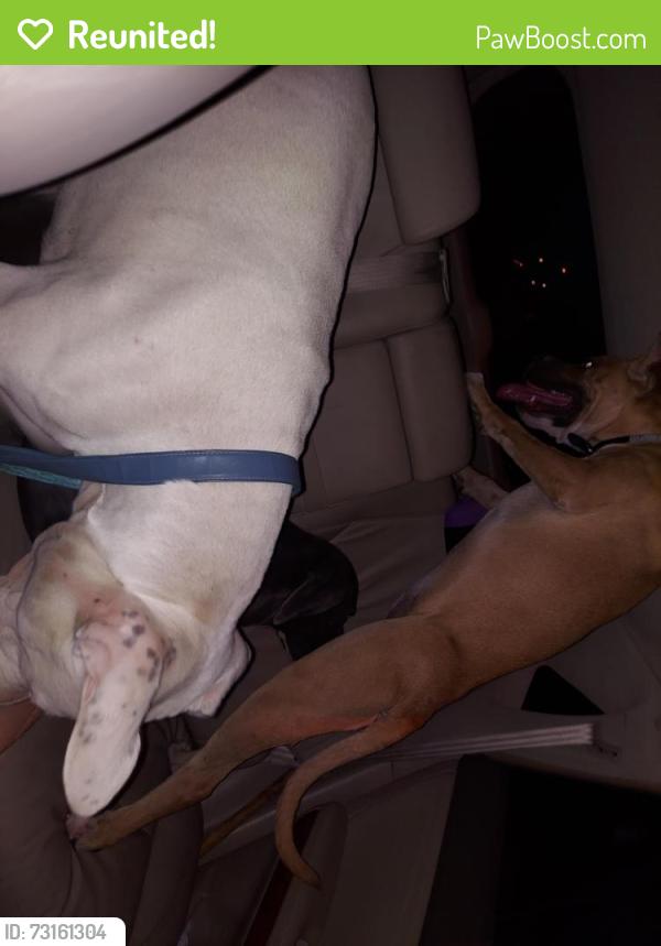 Reunited Male Dog last seen Settlers parks, Aurora, CO 80012
