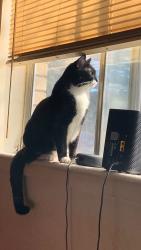 Lost Male Cat last seen Laprele street, Idaho Falls, ID 83402