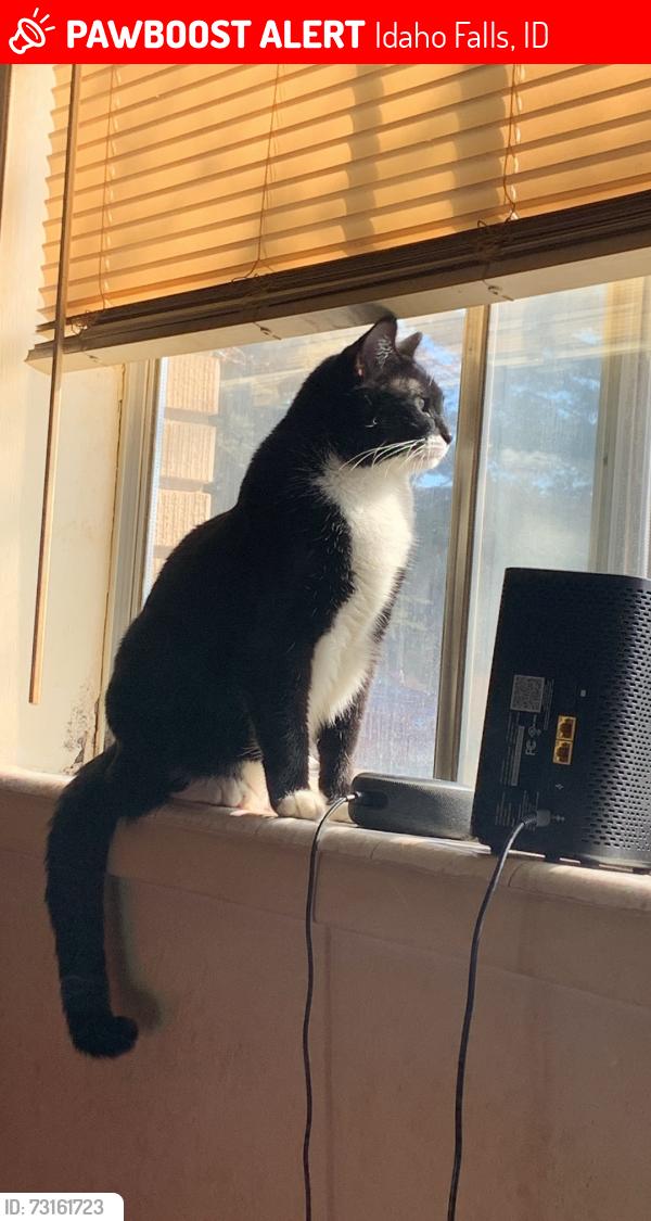 Lost Male Cat last seen Laprele street, Idaho Falls, ID 83402