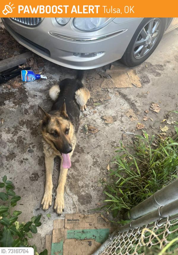 Found/Stray Male Dog last seen Sheridan Road Vet Clinic, Tulsa, OK 74116