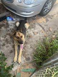 Found/Stray Male Dog last seen Sheridan Road Vet Clinic, Tulsa, OK 74116