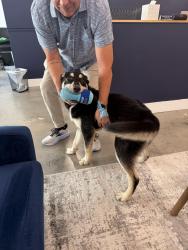 Found/Stray Male Dog last seen Swope Soccer Village, Kansas City, MO 64132
