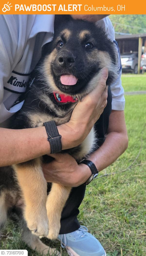 Found/Stray Female Dog last seen Euclair Avenue and College Avenue, Columbus, OH 43209