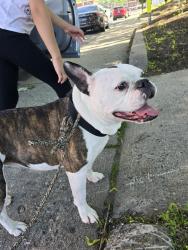 Lost Female Dog last seen Wethersfield Ave hartford ct, Hartford, CT 06114