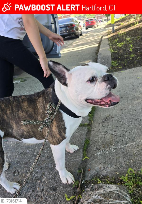 Lost Female Dog last seen Wethersfield Ave hartford ct, Hartford, CT 06114