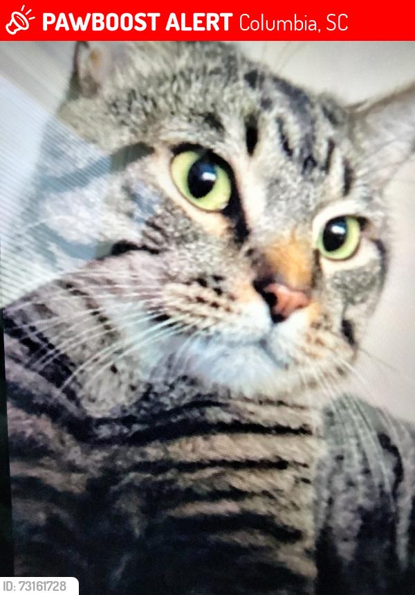 Lost Male Cat last seen Chestnut hills and or friarsgate because we moved to Chestnut hills., Columbia, SC 29212