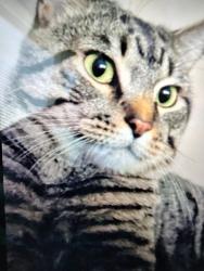 Lost Male Cat last seen Chestnut hills and or friarsgate because we moved to Chestnut hills., Columbia, SC 29212