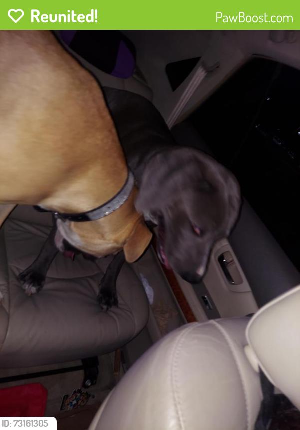 Reunited Male Dog last seen Settlers park, Aurora, CO 80012