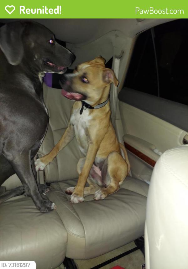 Reunited Female Dog last seen Settlers park, Aurora, CO 80012