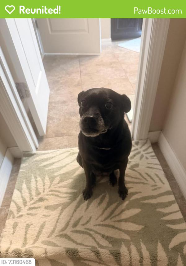 Reunited Female Dog last seen Near Greenbrier Dr, Lake Worth Beach, FL 33461