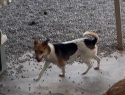 Lost Female Dog last seen Lee blv., El Paso, TX 79936