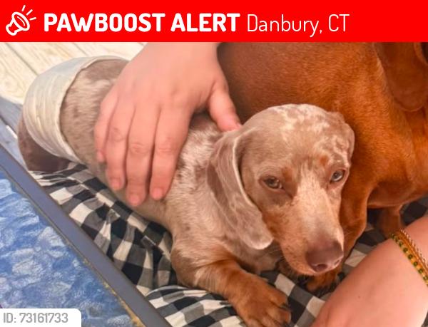 Lost Male Dog last seen Federal rd, Danbury, CT 06810