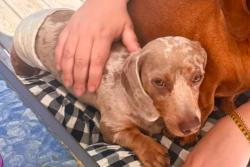Lost Male Dog last seen Federal rd, Danbury, CT 06810