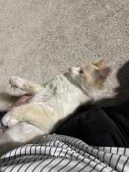 Reunited Unknown Cat last seen W kellogg, Wichita, KS 67209