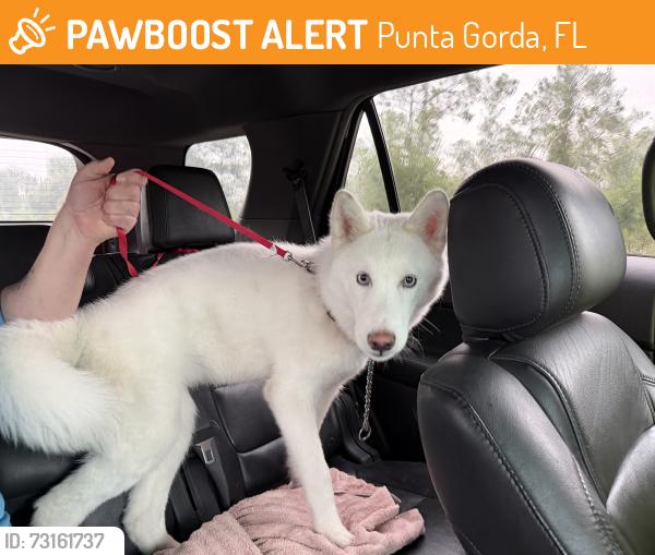 Found/Stray Female Dog last seen South Punta Gorda Heights, Punta Gorda, FL 33950