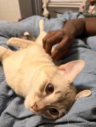 Reunited Male Cat last seen Florence rd & Granada, Killeen, TX 76542