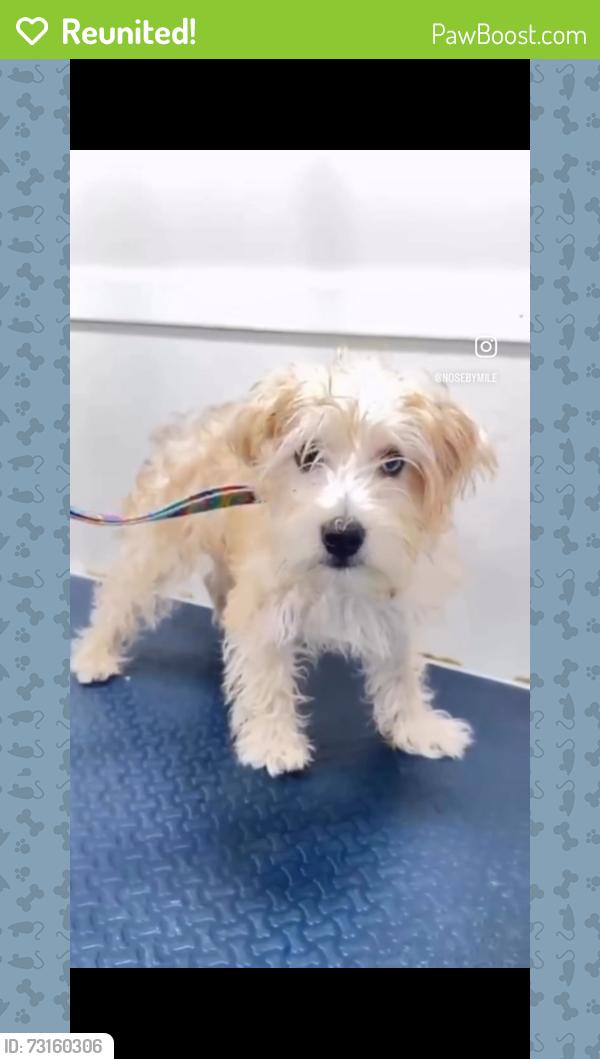 Reunited Male Dog last seen Gracias por la ayuda una buena familia lo encontró y me lo trajo de regreso a casa. Mil gracias 😊, Miami, FL 33196