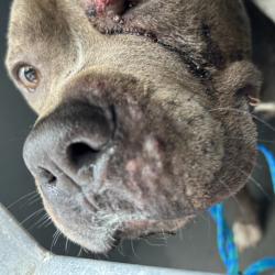 Shelter Stray Male Dog last seen , 980 Guilford College Rd, Greensboro, NC 27409, USA