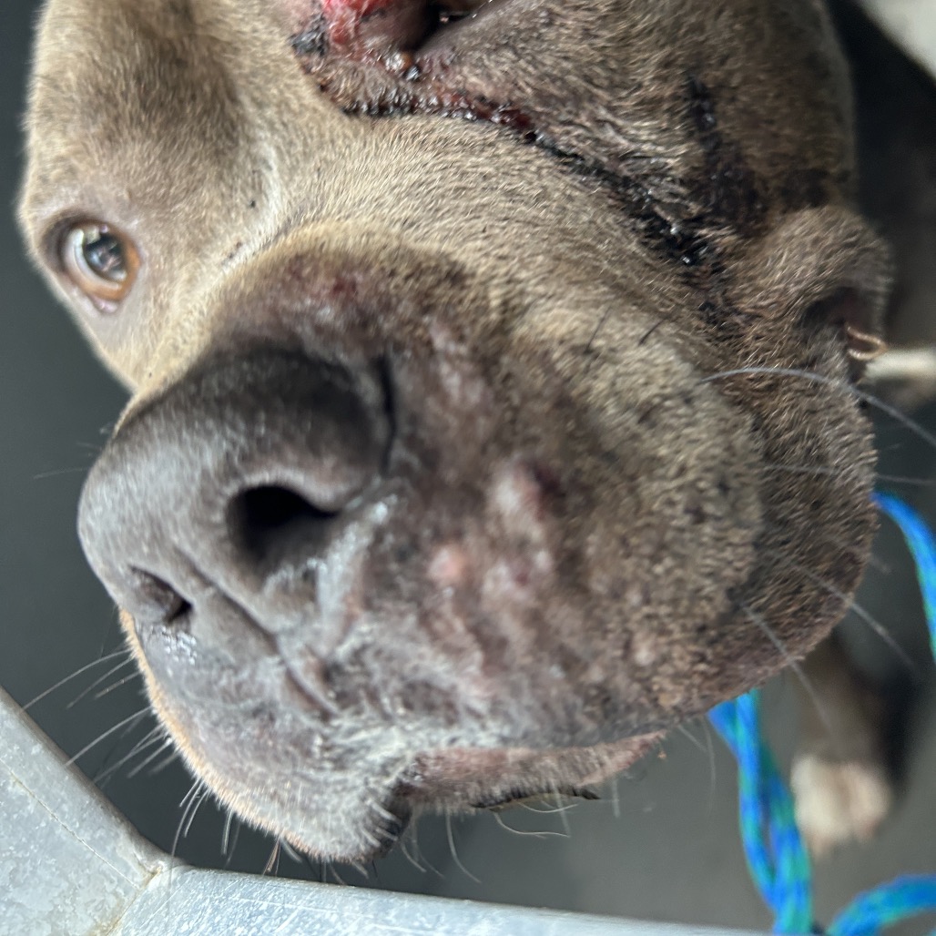 Shelter Stray Male Dog last seen , 980 Guilford College Rd, Greensboro, NC 27409, USA