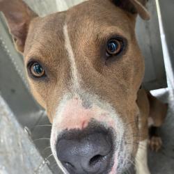Shelter Stray Male Dog last seen , 980 Guilford College Rd, Greensboro, NC 27409, USA