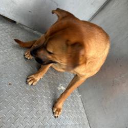 Shelter Stray Female Dog last seen , 980 Guilford College Rd, Greensboro, NC 27409, USA