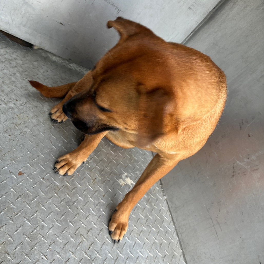 Shelter Stray Female Dog last seen , 980 Guilford College Rd, Greensboro, NC 27409, USA