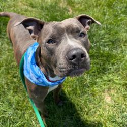 Shelter Stray Female Dog last seen , Animal Care & Control Team of Philly, 111 W Hunting Park Ave, Philadelphia, PA 19140, USA