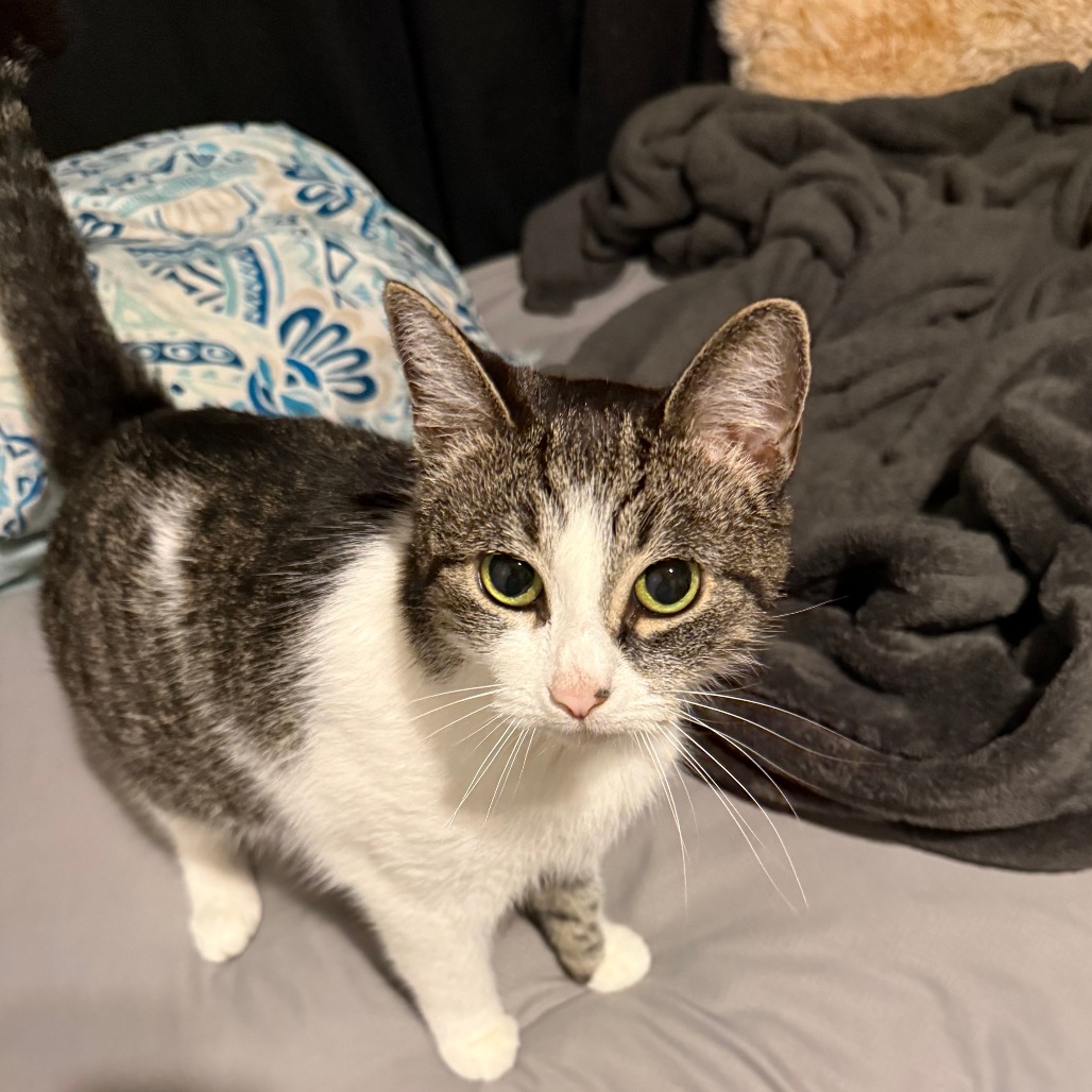 Shelter Stray Female Cat last seen , Animal Care & Control Team of Philly, 111 W Hunting Park Ave, Philadelphia, PA 19140, USA