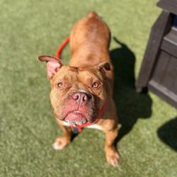 Shelter Stray Female Dog last seen , Animal Care & Control Team of Philly, 111 W Hunting Park Ave, Philadelphia, PA 19140, USA