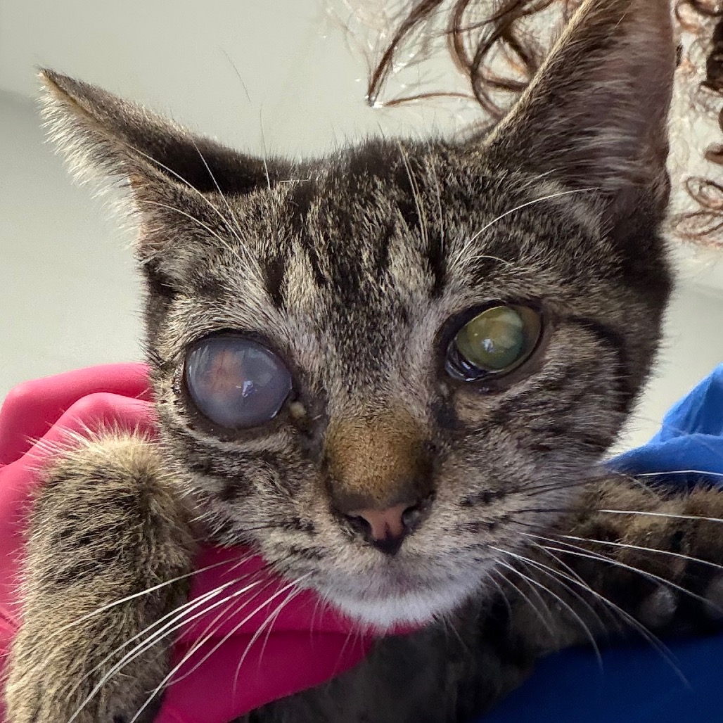 Shelter Stray Male Cat last seen , 328 Furman Hall Rd, Greenville, SC 29609, USA