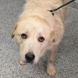 Shelter Stray Female Dog last seen , 328 Furman Hall Rd, Greenville, SC 29609, USA