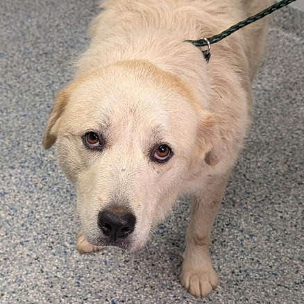 Shelter Stray Female Dog last seen , 328 Furman Hall Rd, Greenville, SC 29609, USA