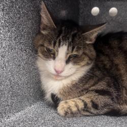 Shelter Stray Female Cat last seen , 328 Furman Hall Rd, Greenville, SC 29609, USA