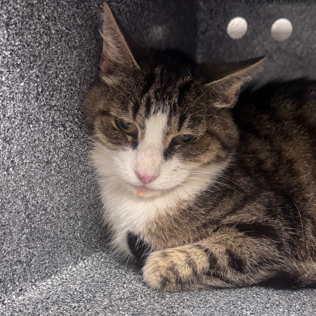 Shelter Stray Female Cat last seen , 328 Furman Hall Rd, Greenville, SC 29609, USA